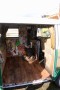 Thumbs/tn_Busfest 2017 125.jpg